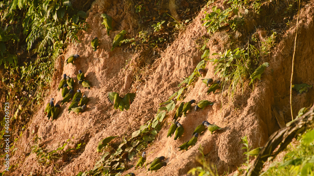 Blue-headed and yellow-crowned parrots feeding at a clay lick, Tambopata River, Peruvian Amazon