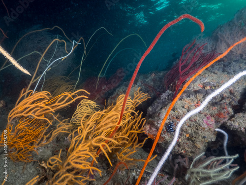 Sea whip corals and Sea rod corals (Mergui archipelago, Myanmar)