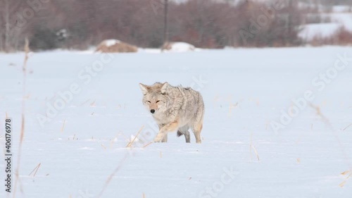 Coyote in the Canadian wilderness photo