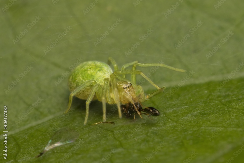 Naklejka premium little green spider Nigma with prey