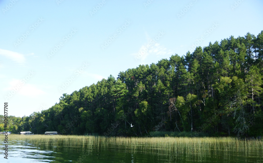 Fototapeta premium Green Summer Trees Outside by Lake