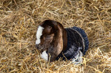 One day old Boer goat kid