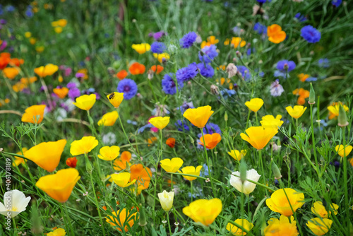 Cornflowers and California poppies blooming in a wildflower meadow