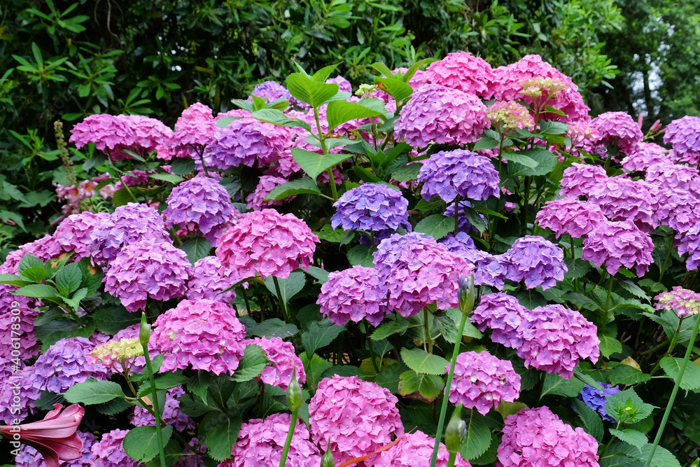 Pink and Violet hydrangea macrophylla 'hamburg' in flower in the summer months Pink and Violet hydrangea macrophylla 'hamburg' in flower in the summer months