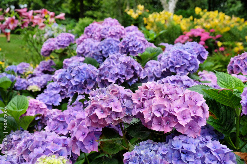Pink and Violet hydrangea macrophylla 'hamburg' in flower in the summer months Pink and Violet hydrangea macrophylla 'hamburg' in flower in the summer months