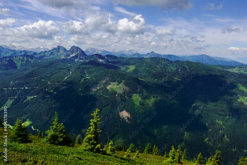 single pinetrees on a path while hiking in the mountains