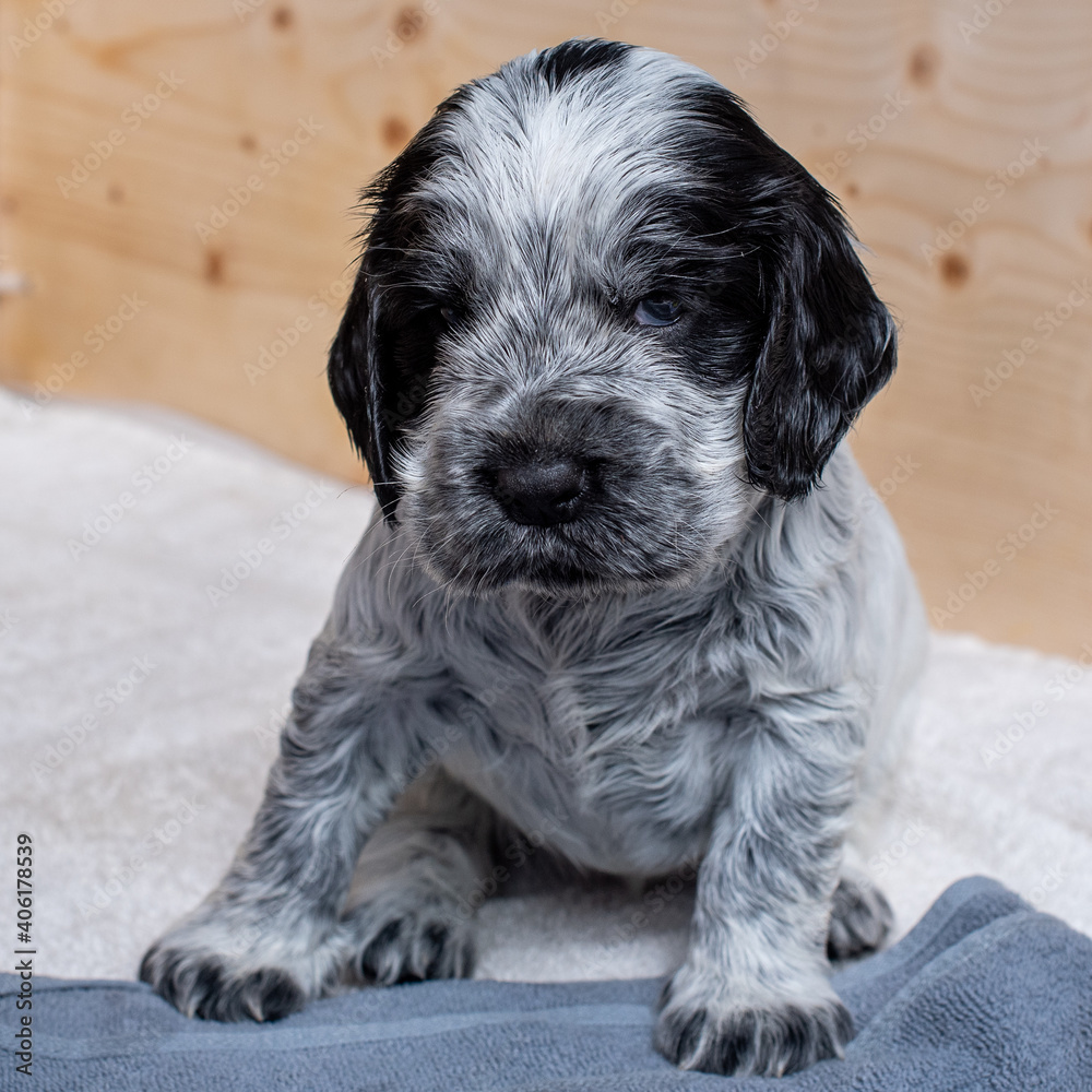 Fototapeta premium English Cocker Spaniel Puppies