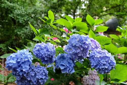Blue mophead Hydrangea Macrophylla 'GŽnŽrale Vicomtesse de Vibraye' in flower during the summer months