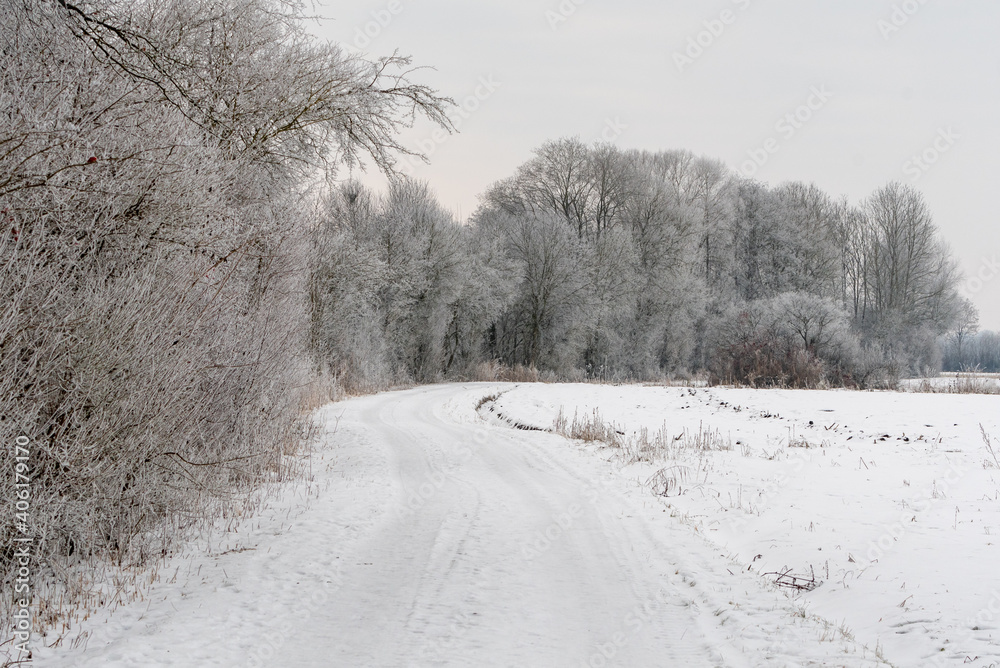 GEeroeren Bäum mit Schnee im Abendlicht im Voralpenland GEeroeren Bäum mit Schnee im Abendlicht im Voralpenland