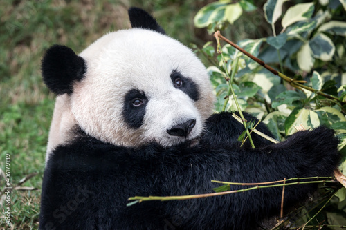 Giant Panda  Ailuropoda melanoleuca   Panda  Macau Panda s Pavilion  Macau