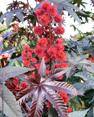 Photos Red flower spike of the castor bean plant
