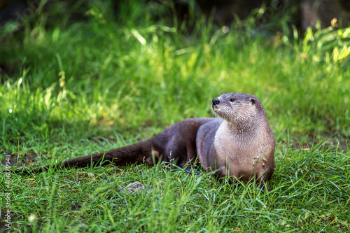 The North American river otter (Lontra canadensis), Oregon, USA photo