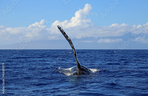 Whales pectoral fin - Humpback whale in Maui, Hawaii