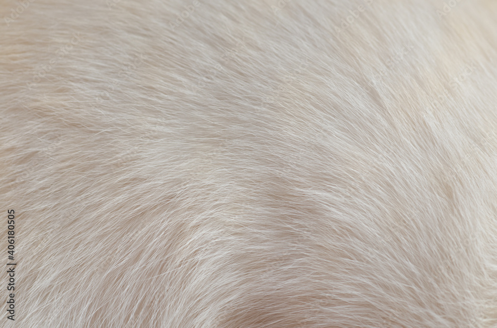 close up of a fur close up of a fur
