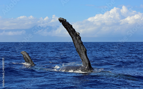 Whales fin - Humpback whale in Maui, Hawaii