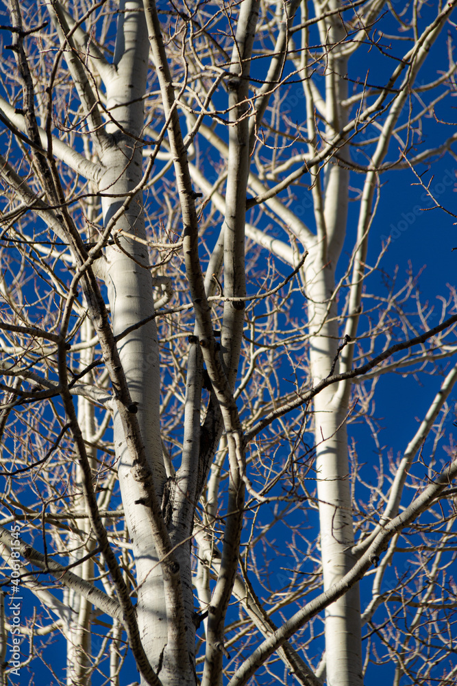 Obraz premium The bare tops of aspen trees against a blue sky lit from the side by the sun.