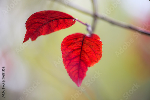 Close up of beautiful red leaves in autumn