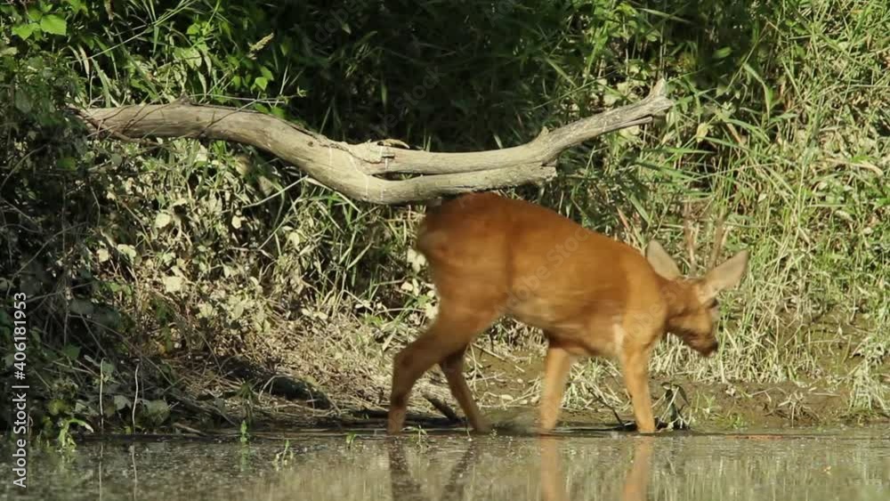 A roe deer near in dry sidebranch of the River Drava A roe deer near in dry sidebranch of the River Drava