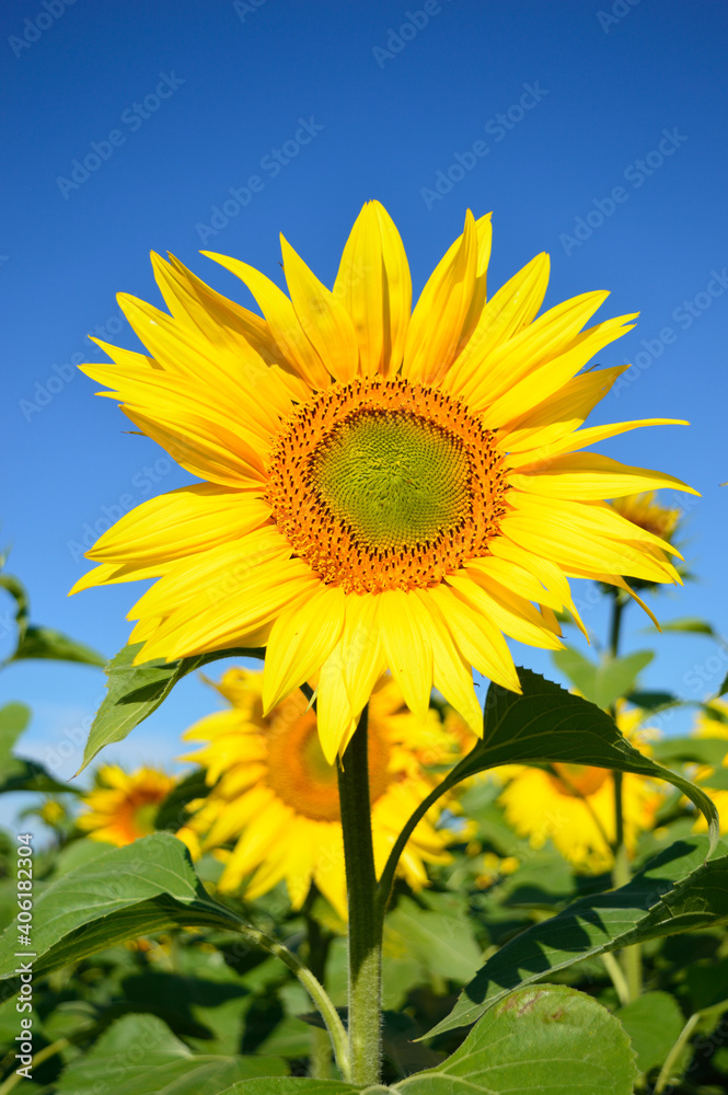 Flowering sunflower in the field of sunflowers on the background of the blue sky Flowering sunflower in the field of sunflowers on the background of the blue sky
