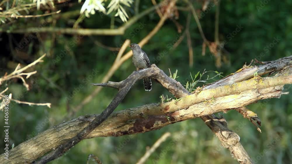 The common cuckoo (Cuculus canorus) on a tree The common cuckoo (Cuculus canorus) on a tree