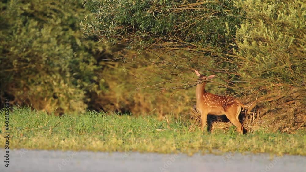 Deers in side-branch of the Drava River Deers in side-branch of the Drava River