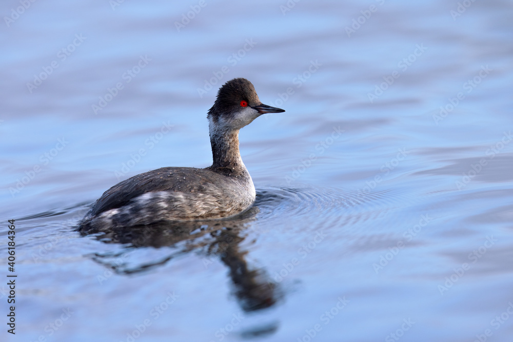 Eared Grebe, seen in the wild in a North California marsh Eared Grebe, seen in the wild in a North California marsh