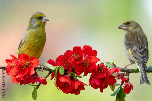 Eurasian greenfinch (Chloris chloris) on a blossoming branch