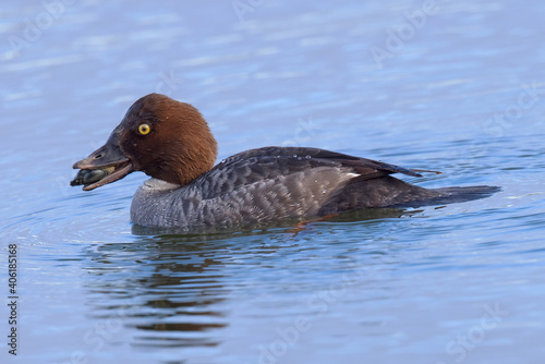 Female Common Goldeneye eating an oyster, seen in the wild in a North California marsh