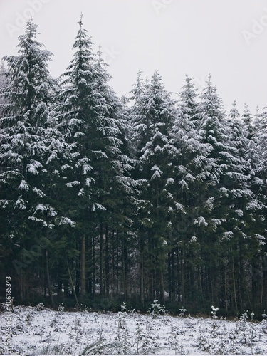 winter forest in the snow