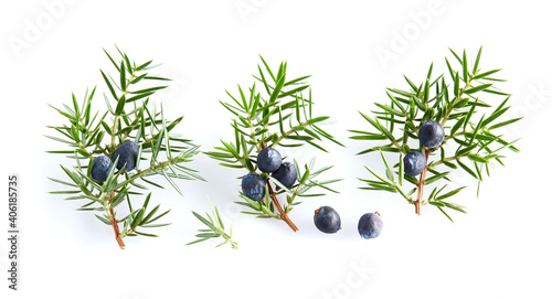 Juniper twigs with berries on white background photo