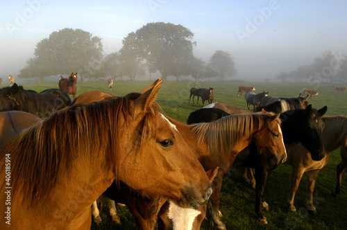 Photography Criollo horse mares in the field