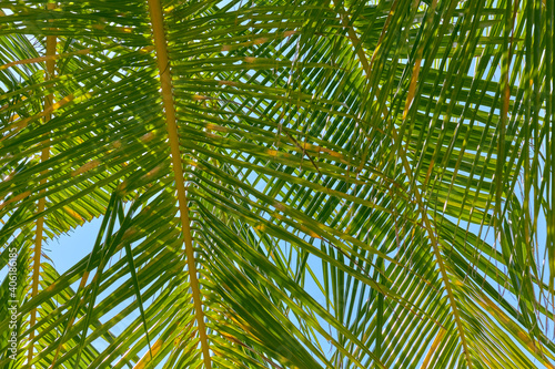 Close up of a beautiful perfect palm leaf.