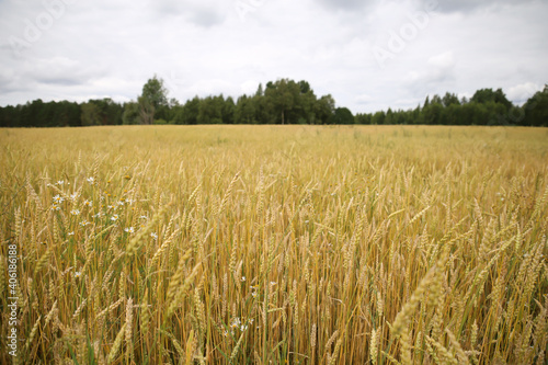 A field with rye in early autumn before harvesting in the temperate climate of Russia.
