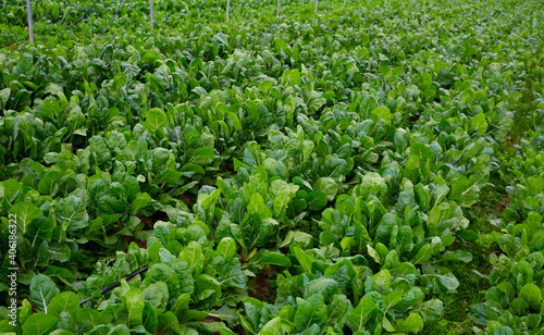 View of field planted with ripening green chard cultivars. Popular leafy vegetable crop