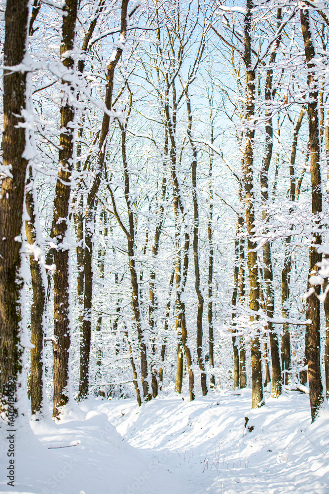 Fototapeta premium fresh snow on the trees