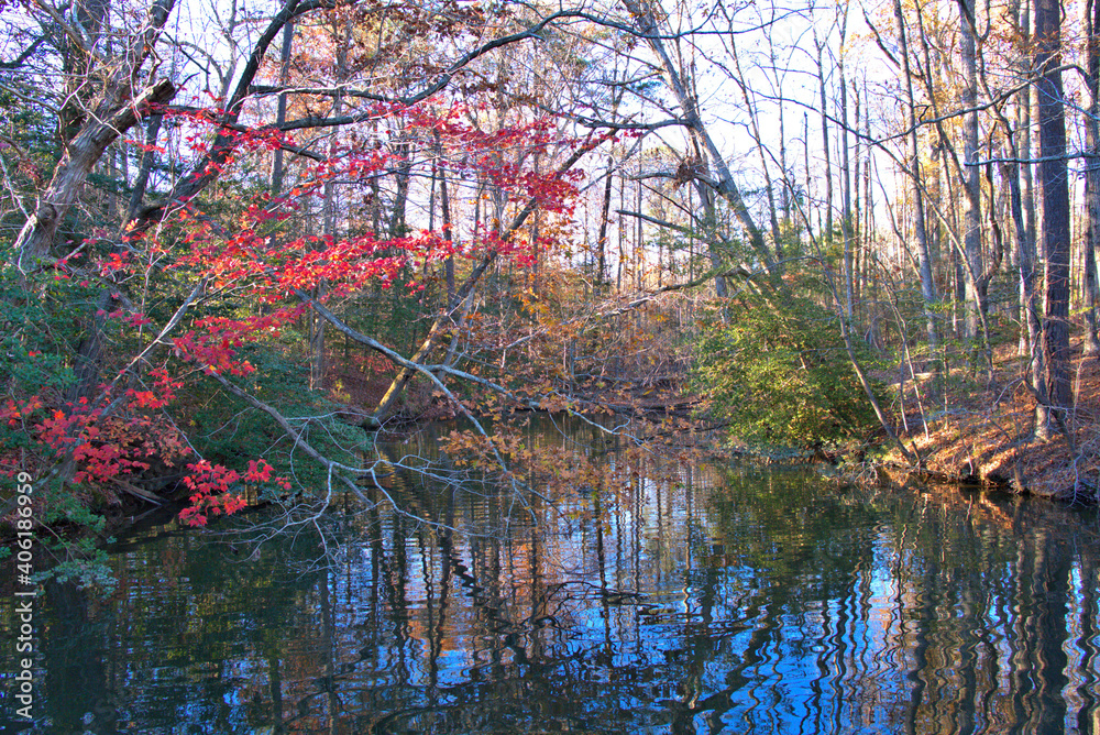 Obraz premium autumn in the forest