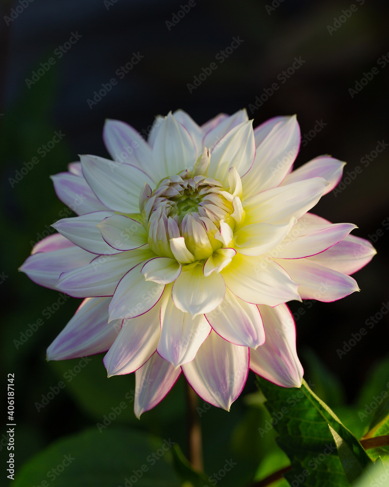 Fototapeta premium Dahlia crazy love in bloom
