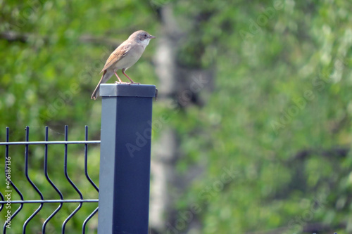 A singing common whitethroat sitting on a metal post, green blurred trees in the background photo