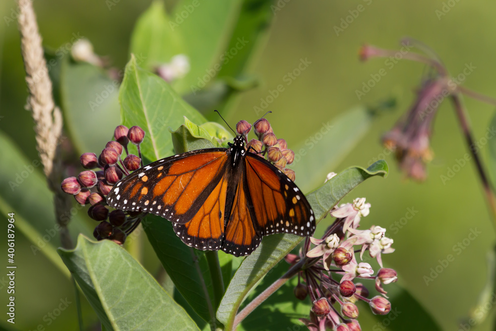 Obraz premium Monarch Butterfly feeding on a common milkweed flower. 