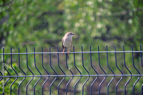 A common whitethroat sitting on a fence made of welded wire mesh panels, green blurred trees in the background photo