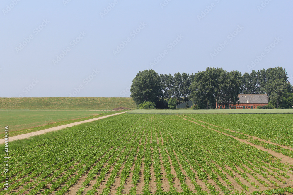 an agricultural landscape in zeeland, the netherlands with a big field with rows of green beets and a farm and a sea dyke in the background in springtime