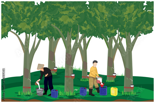 agriculturist harvest water of Hevea brasiliensis tree in garden vector design