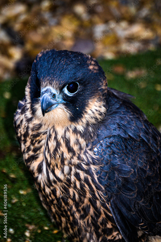 Fototapeta premium Peregrine Falcon close up