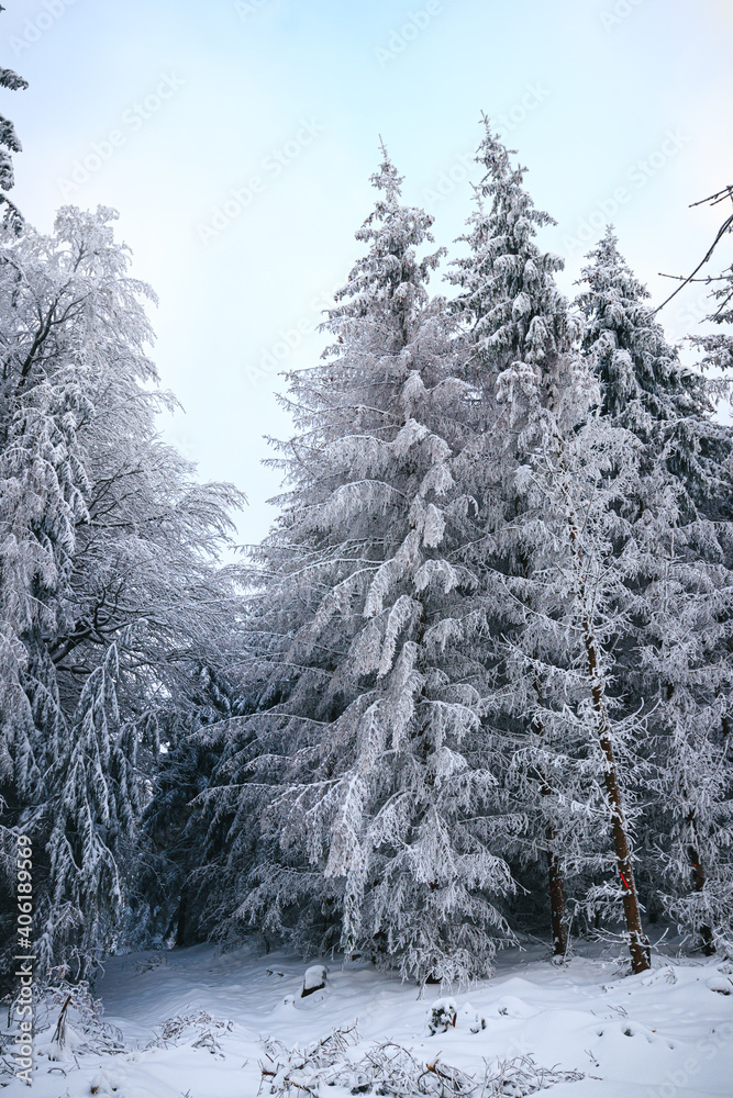 Obraz premium german winterwonderland with snow ice tree hikingpath, frozen trees with snow