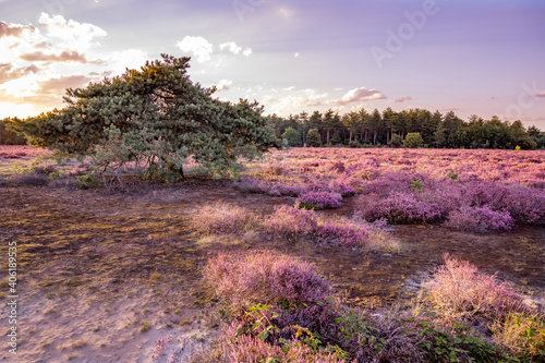 heather in bloom in the Maashorst the Netherlands