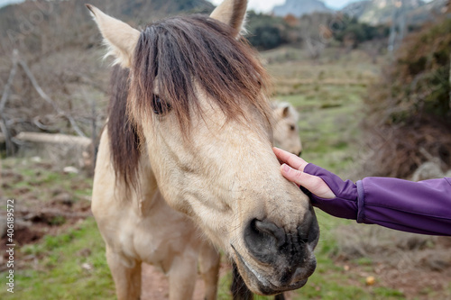 Un bonito caballo de color marron es acariciado por la mano de una mujer en su cara