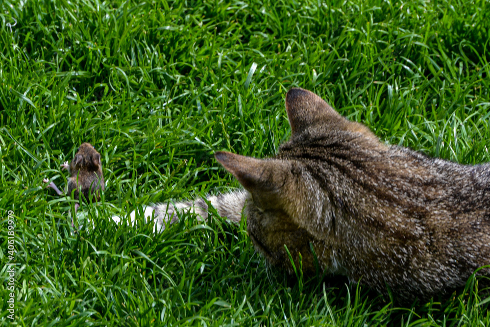 Cat and Mouse (the mouse lived! I rescued it) Cat and Mouse (the mouse lived! I rescued it)