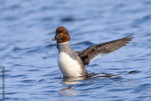 Female Common Goldeneye flapping her wings, seen in the wild in a North California marsh