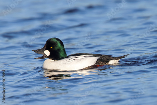 Male Common Goldeneye, seen in the wild in a North California marsh