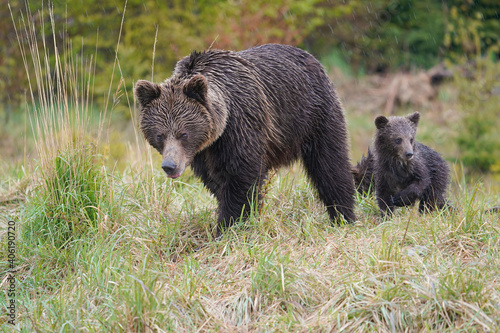 Protective female brown bear  ursus arctos  standing close to her two cubs. An adorable young mammals. Concept of animal family.